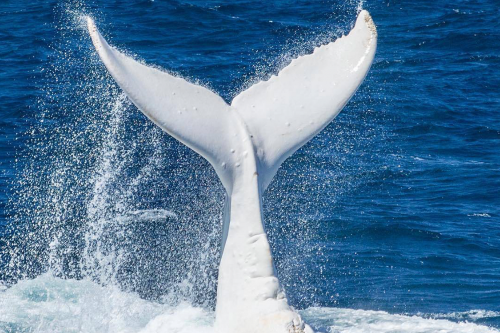 Белый кит 2. Кит белого цвета. Кит белый мини. Whale White Giga. Парфюм белый кит.