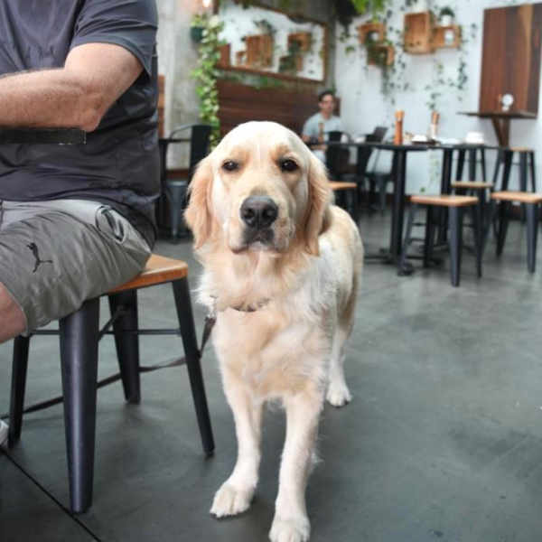 Dog-friendly cafes on the Gold Coast