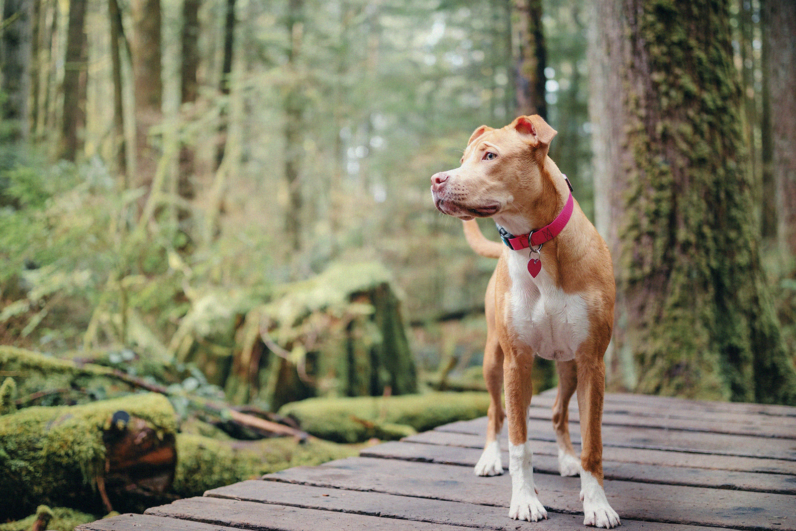 Dog-friendly hikes on the Gold Coast